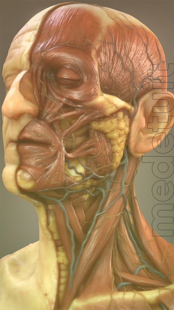 Introduction to General Anatomy